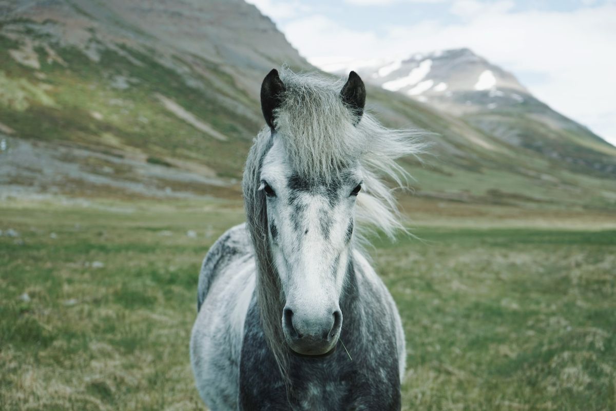 You Can Lead a Horse to Water, But You Can’t “Make” It Stop Being Racist