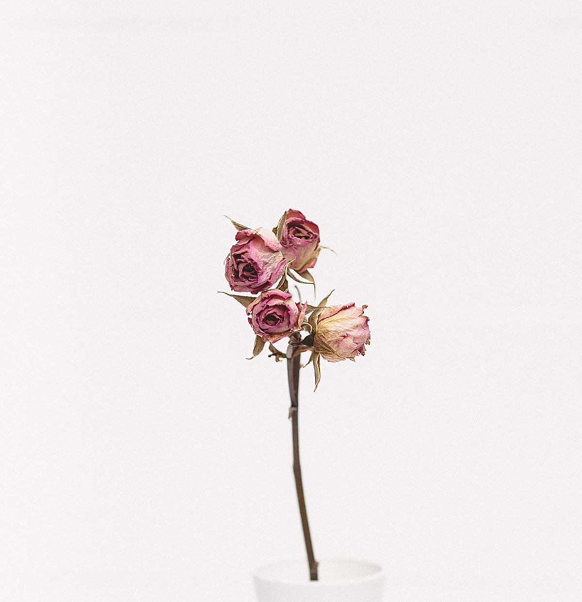 The top inch or two of white bud vase holding a faded rose stem with four pink closed roses in various states of decay.